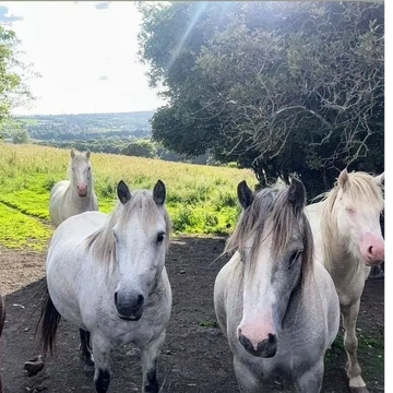 Horses on livery at The Robinsons Retirement Ranch