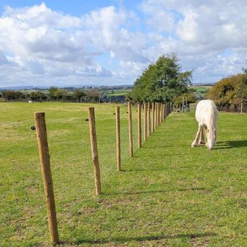 Horses on livery at The Robinsons Retirement Ranch