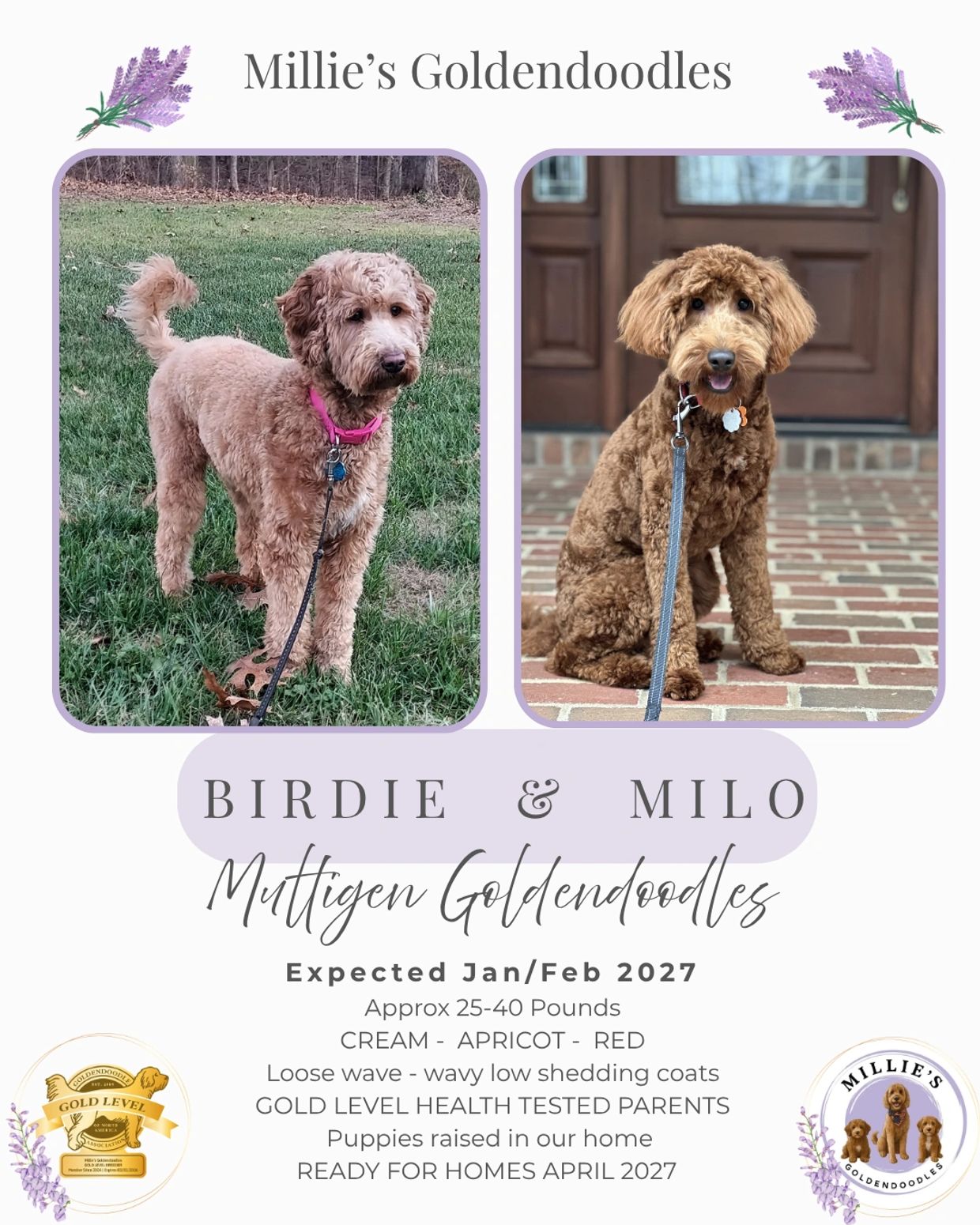 Two curly-haired dogs on leashes, one on grass, the other on brick.