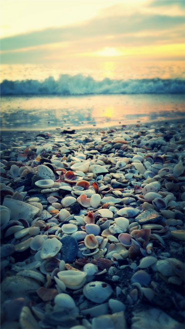 Sea Shell Sunset