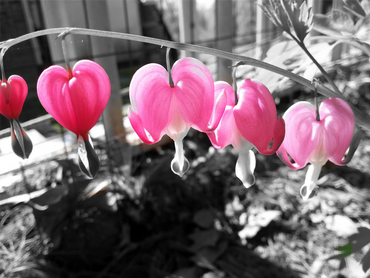 Bleeding Hearts