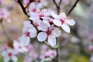 Dogwood Flower