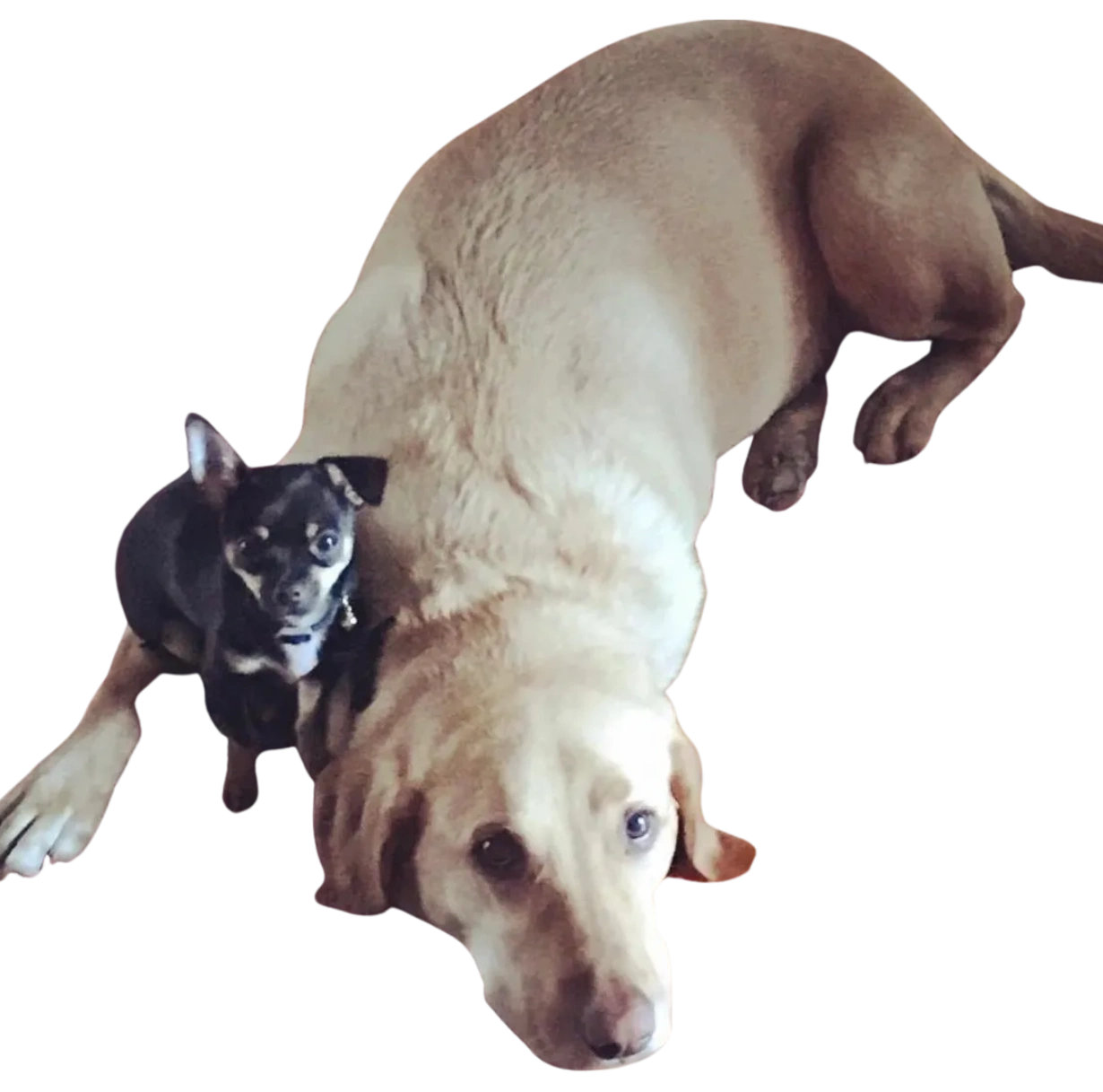 Big Dog Energy Candles Soy Candles for Dog Lovers