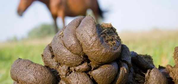 Close-up of fresh horse manure on grass with a horse blurred in the background.