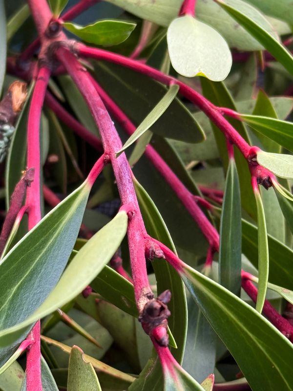 fresh Tasmanian mountain pepperberry leaves
