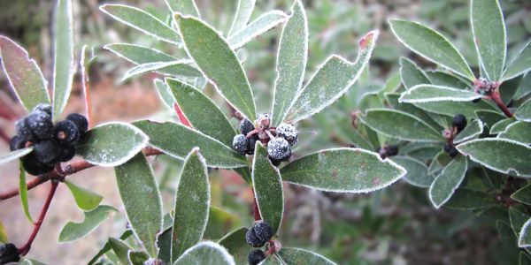 frost on mountain pepper