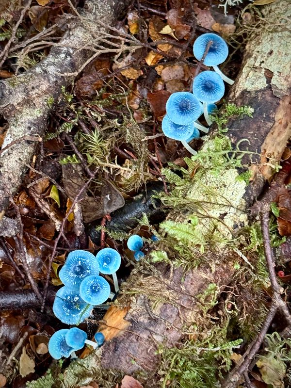 Mycena interrupta blue Tasmanian mushrooms on mossy log