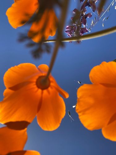 Wild California Poppies
