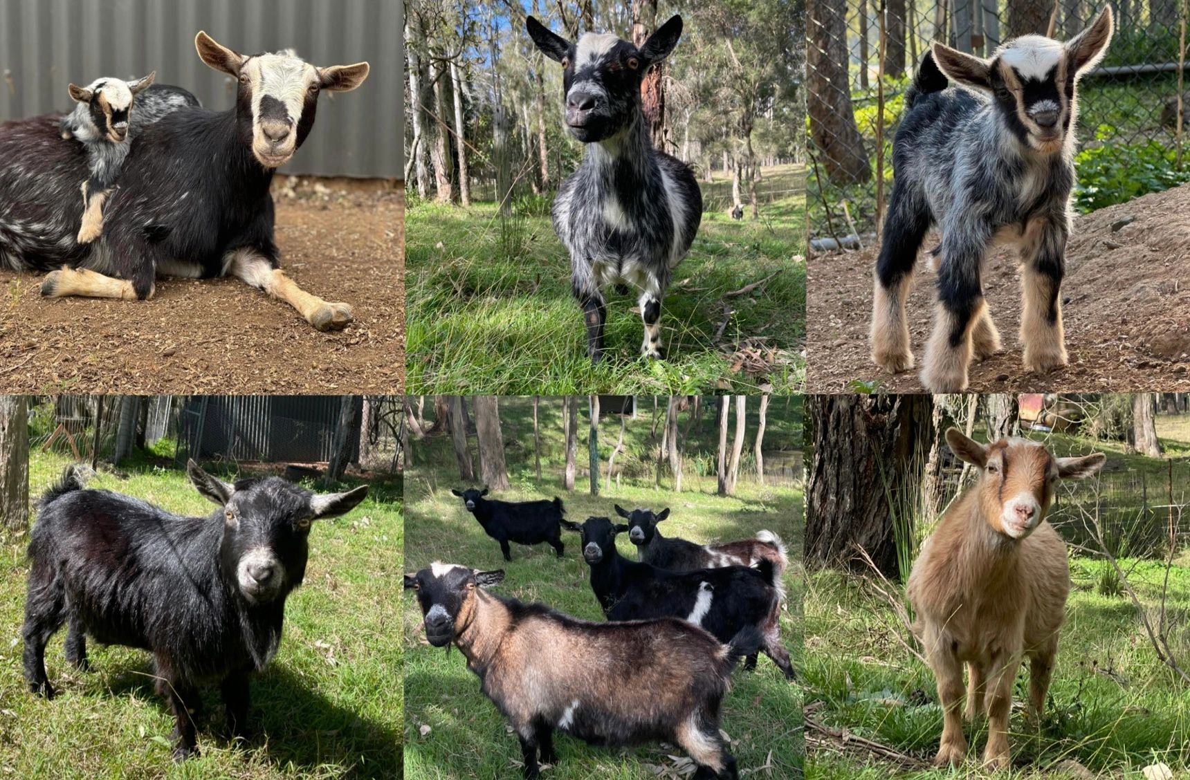 Billy Goat Razorbacks Razorback Miniature & Pygmy Goat Stud