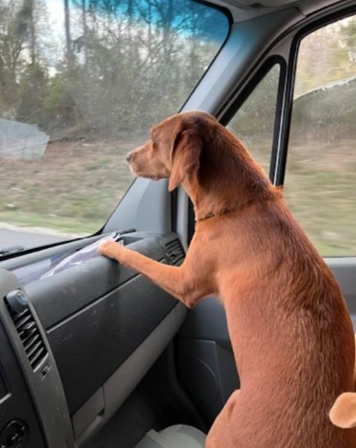 Dog Riding in Window Tinting Service Van - Mobile, AL