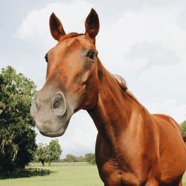 Our rescue thoroughbred Glory.