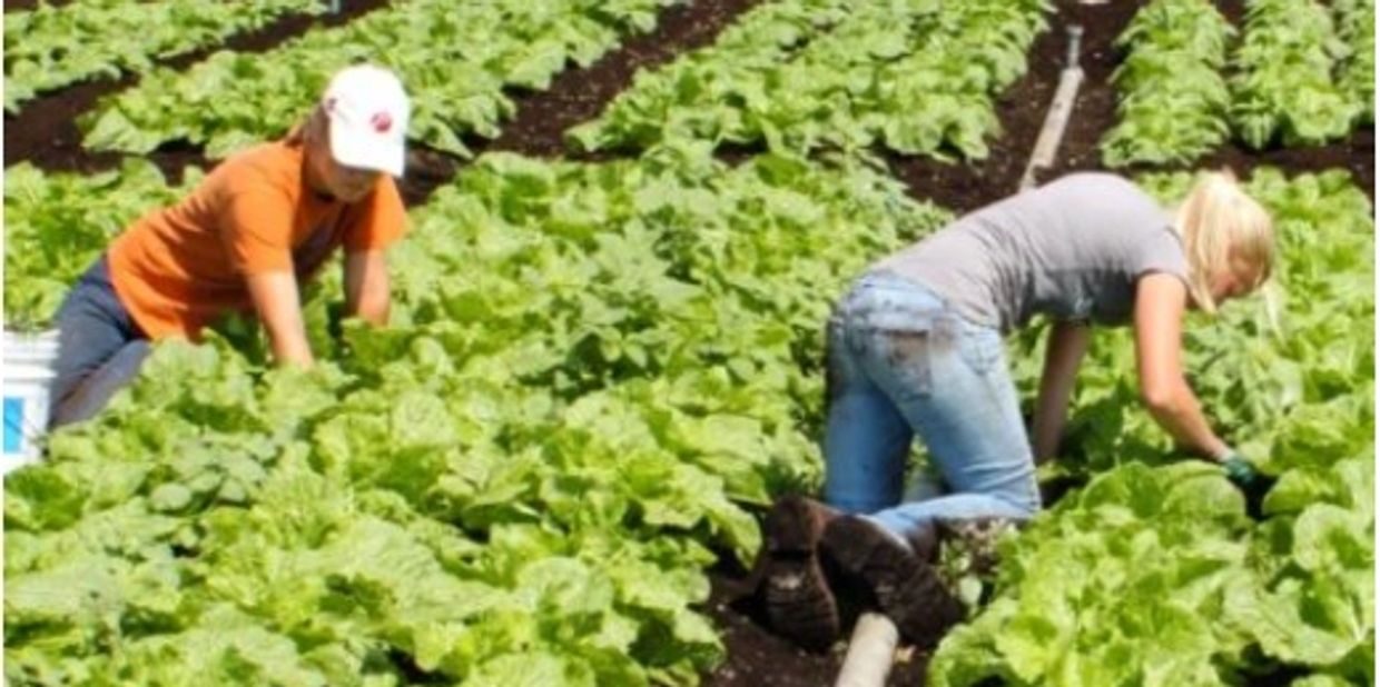 Food grade certification in Uganda, image of farmers harvesting lettuce for export in Uganda. 