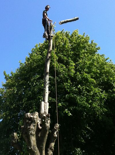 tree surgeon north devon 