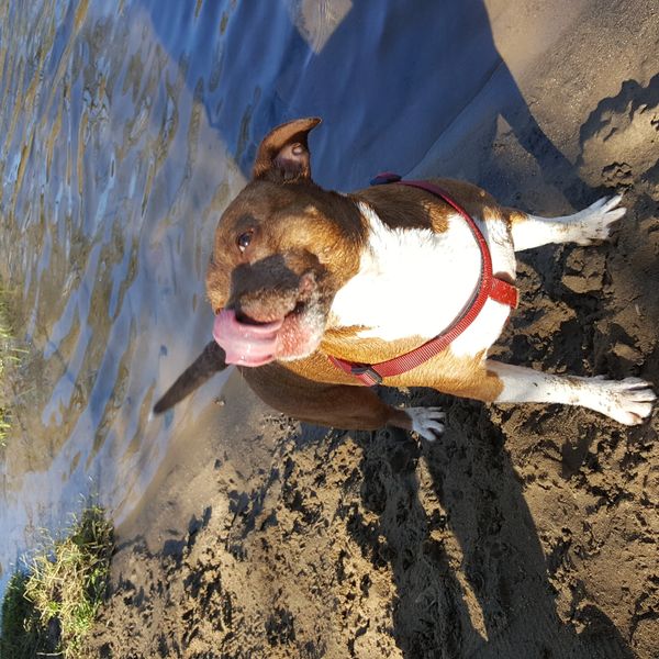 Dog licking its nose by a muddy riverbank.