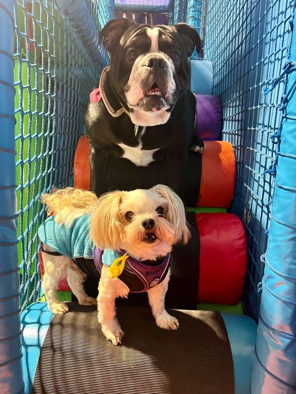 Two dogs in a colorful play area.