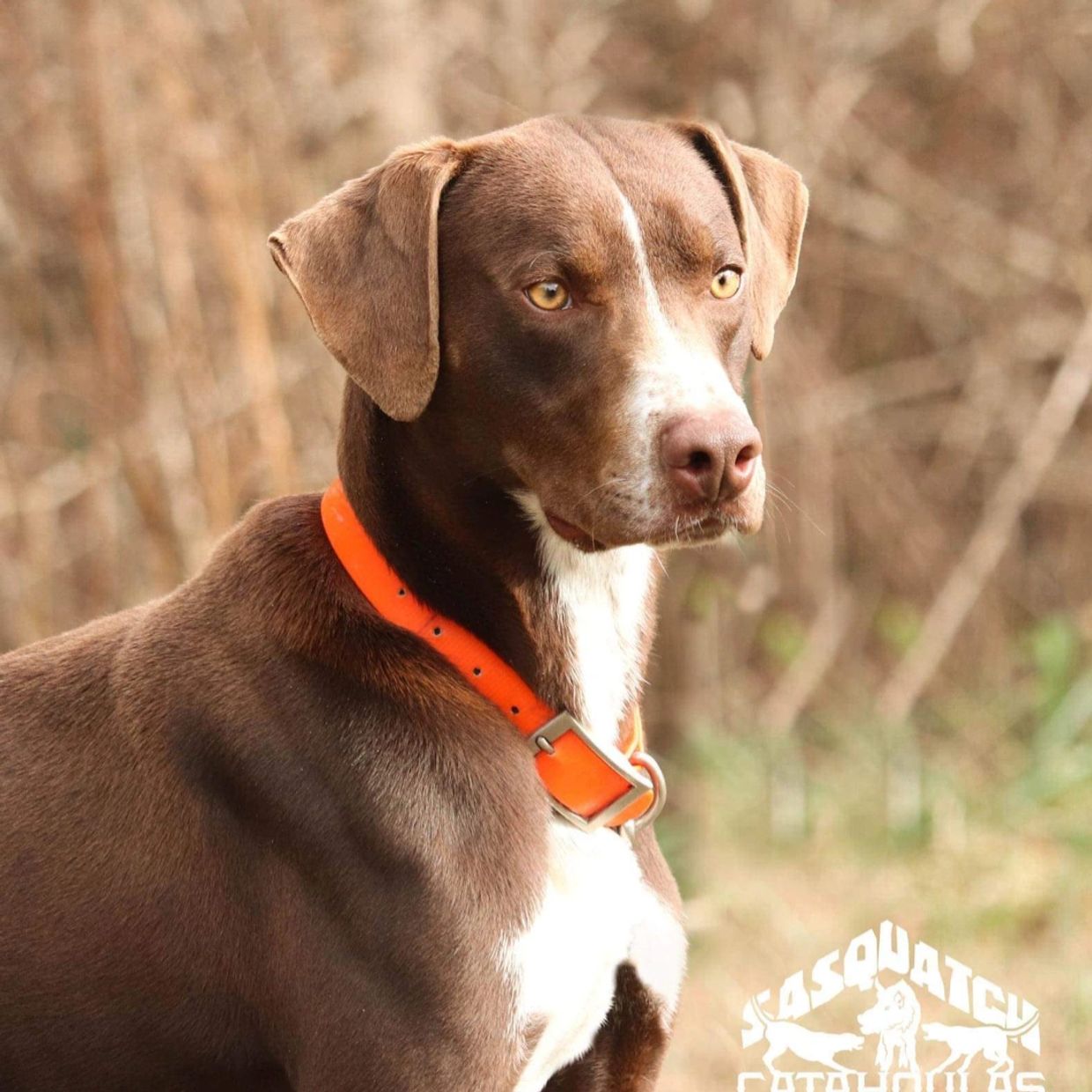 Catahoula Stud Dogs