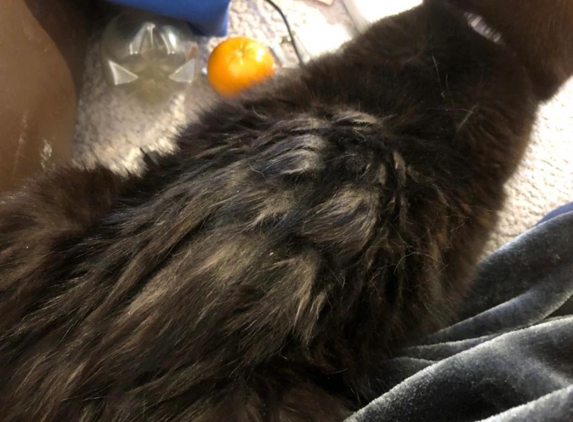 Help - My Cats Fur is Matted