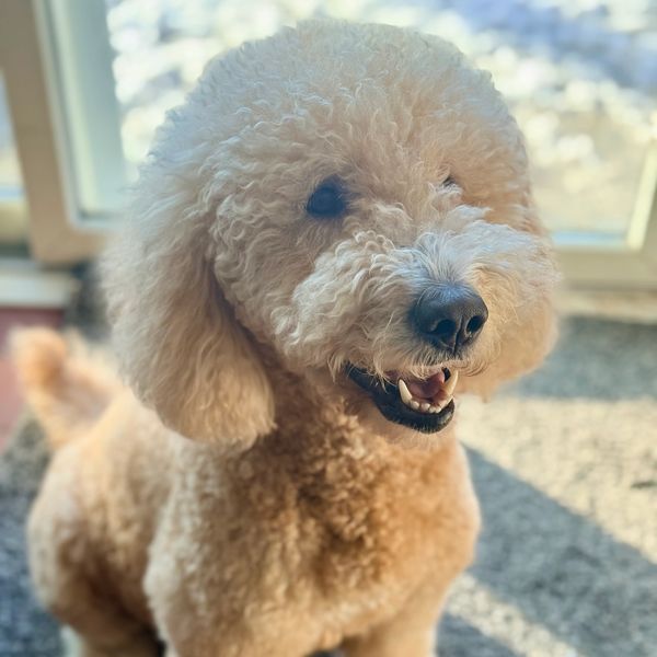 Sweet cream colored Medium Goldendoodle dam, mother of the Big Bang litter of golden doodle puppies