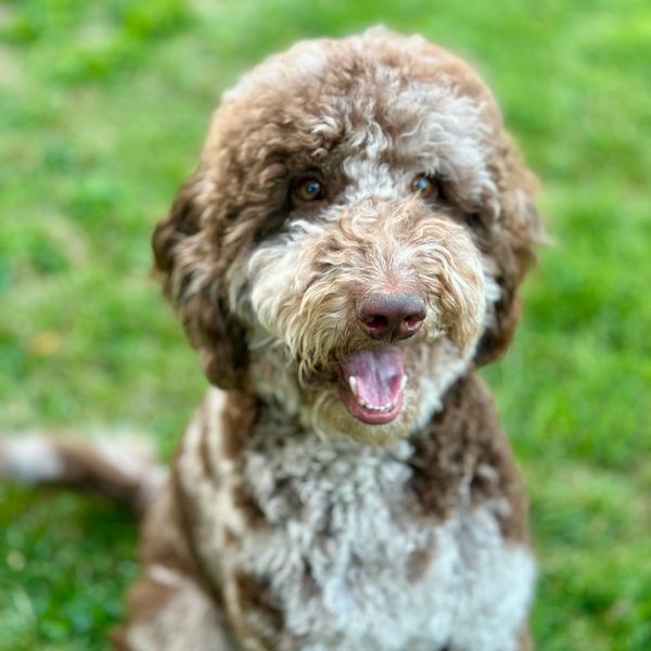 Happy Standard Merle Goldendoodle, stud for Perks Court Doodles