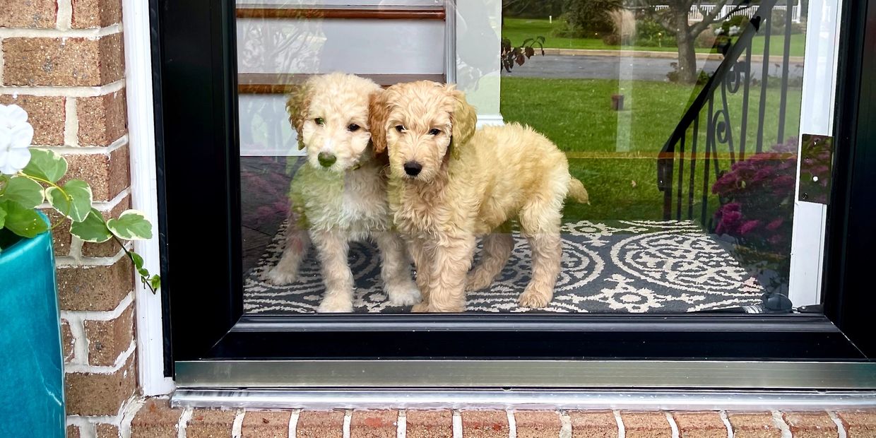 Two cream colored Goldendoodle puppies look out of the front door of their home