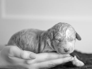 Baby goldendoodle puppy available for sale at Perks Court Doodles