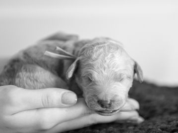 Thor is still tiny as he's only 4 days old. Welcome to the world little pup!