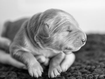 Litt Pepper Potts our Goldendoodle girl puppy for sale