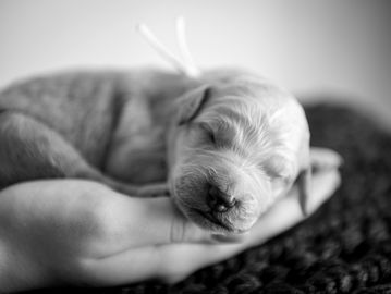 Sweet male goledndoodle puppy 4 days old