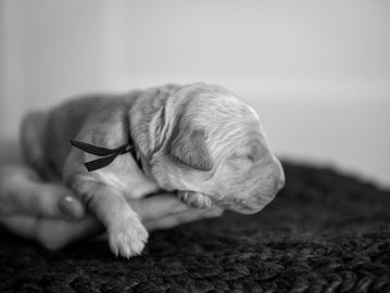 Bucky is one of our 6 males available from our Marvel litter.