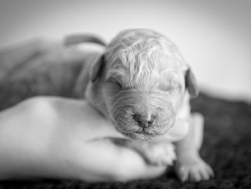 Newborn puppy peacefully resting in a gentle hand.