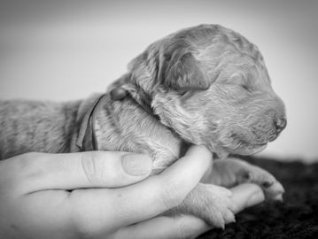 A newborn puppy peacefully rests in hands.