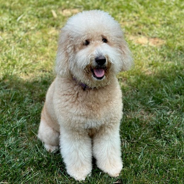 Meet Pipper- A super fluffy medium Goldendoodle with a sparkly personality 