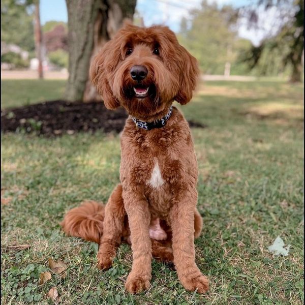 Meet Foret- a mini goldendoodle who's red coat is soft and his personality is gentle, kid-friendly.