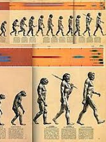 Human evolution anthropology walking upright bipeds homo sapiens morphology skull pelvis jaw bones