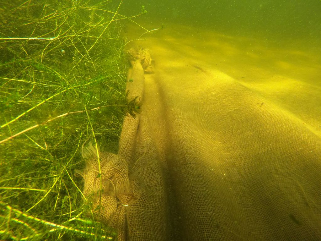 Aquatic weed control diving 