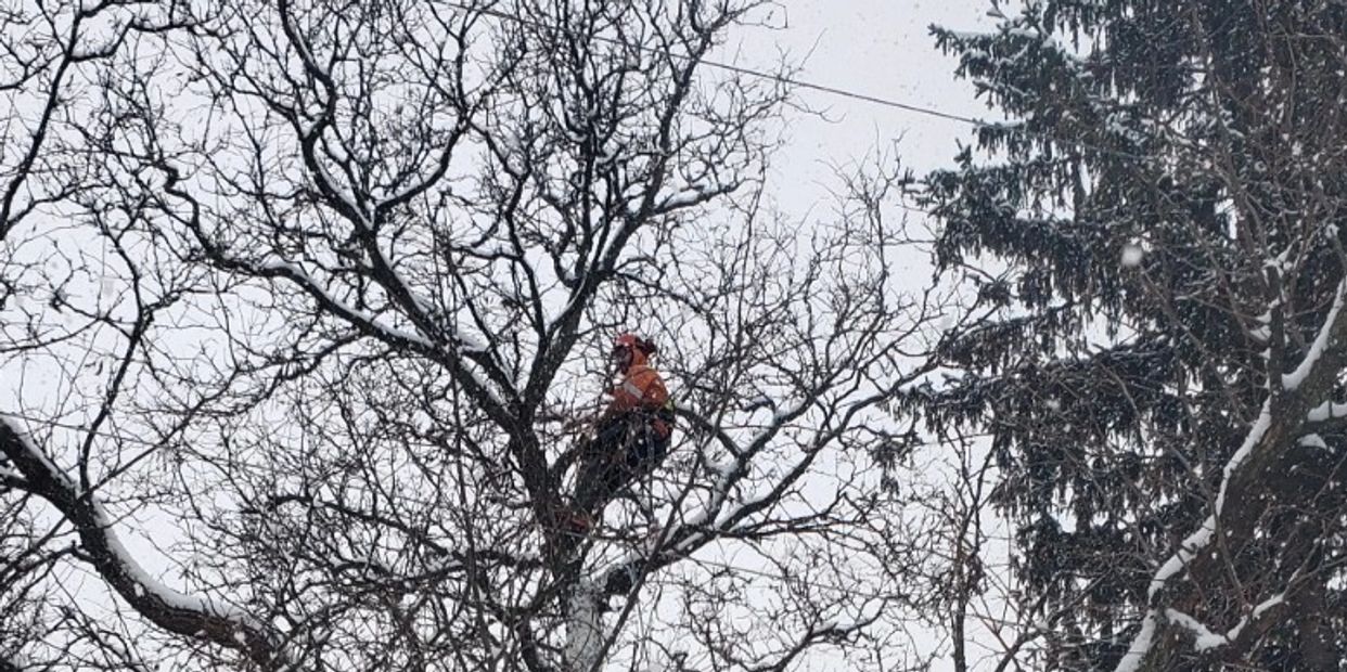 Trees can easily be impacted by inclement weather. Arbor Vale Tree Service serves Barrie and area.