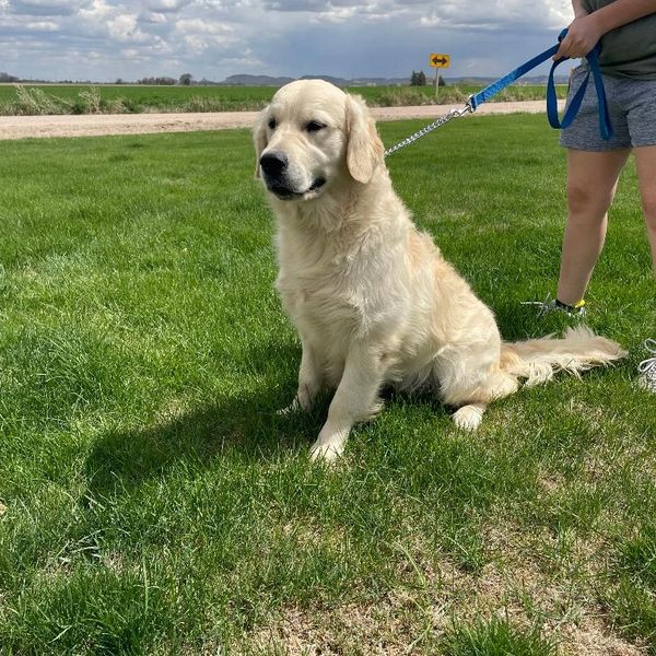 Golden retriever sitting on grass with leash held by a person.