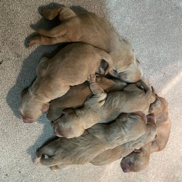 A group of newborn puppies sleeping closely together on a carpet.