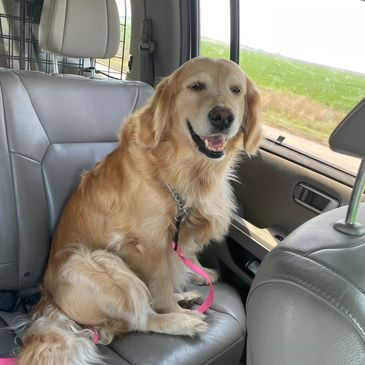 Golden retriever sitting in a car seat.