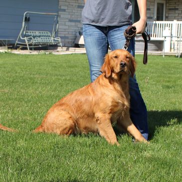 Golden retriever sitting on grass next to person.
