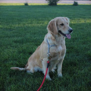 Golden retriever sitting on grass with leash.