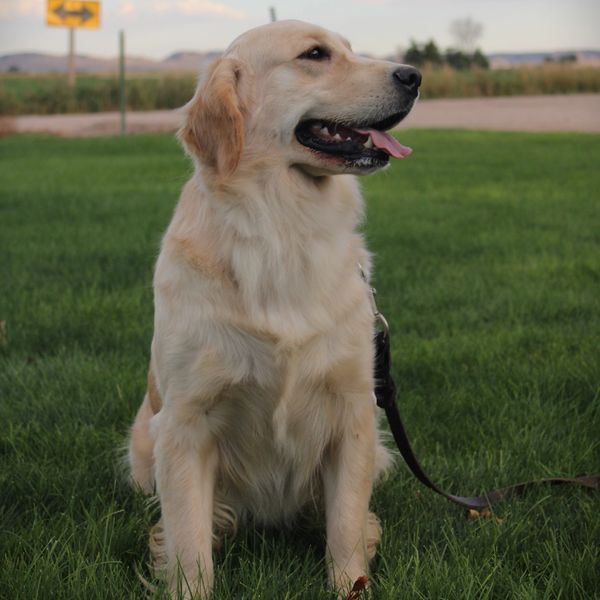 Golden Retriever sitting on green grass with tongue out.