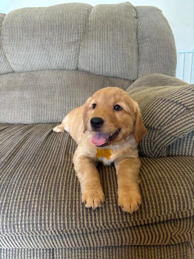 Happy golden retriever puppy on a couch.