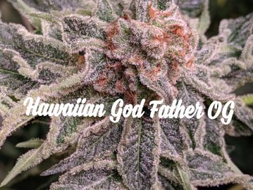 SOLD OUT The Hawain God Father OG 
New 4seed packs, only $25
This is one of our all stars. Auto f