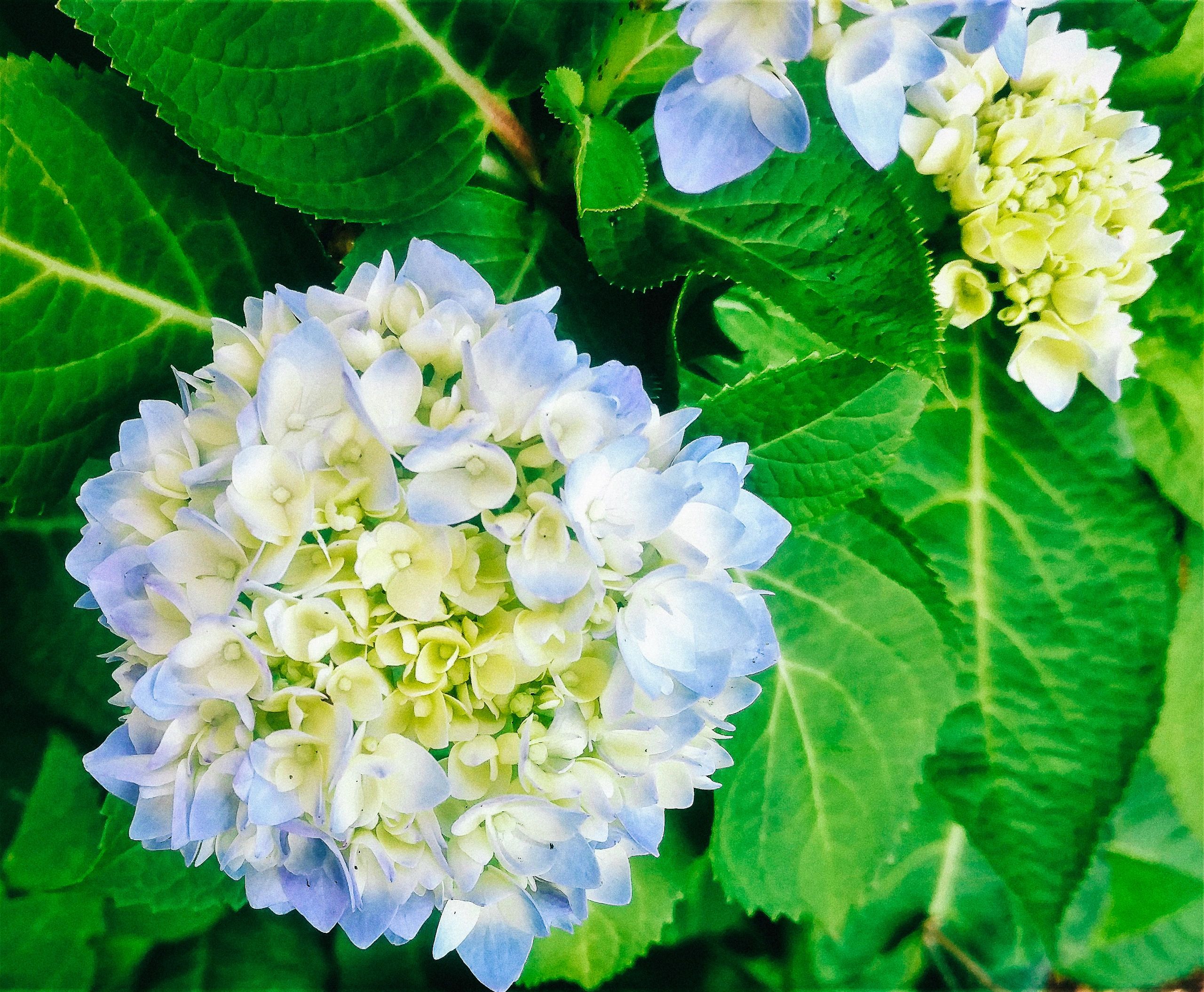 Crescent Moon Landscaping - Landscaping in Charleston