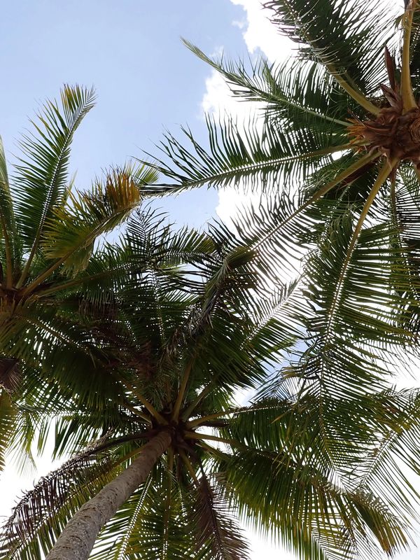 Tall palm trees reaching towards a partly cloudy blue sky.