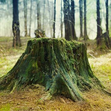 Tree stump