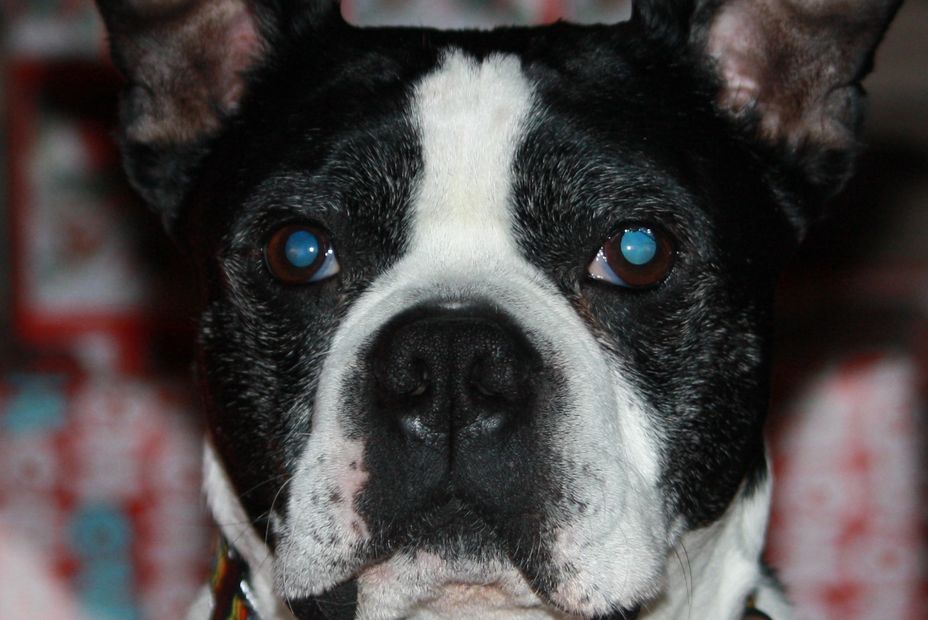 BOSTON TERRIER LOOKING INTO CAMERA