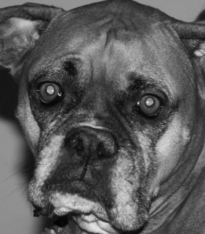 BOXER DOG LOOKING AT THE CAMERA