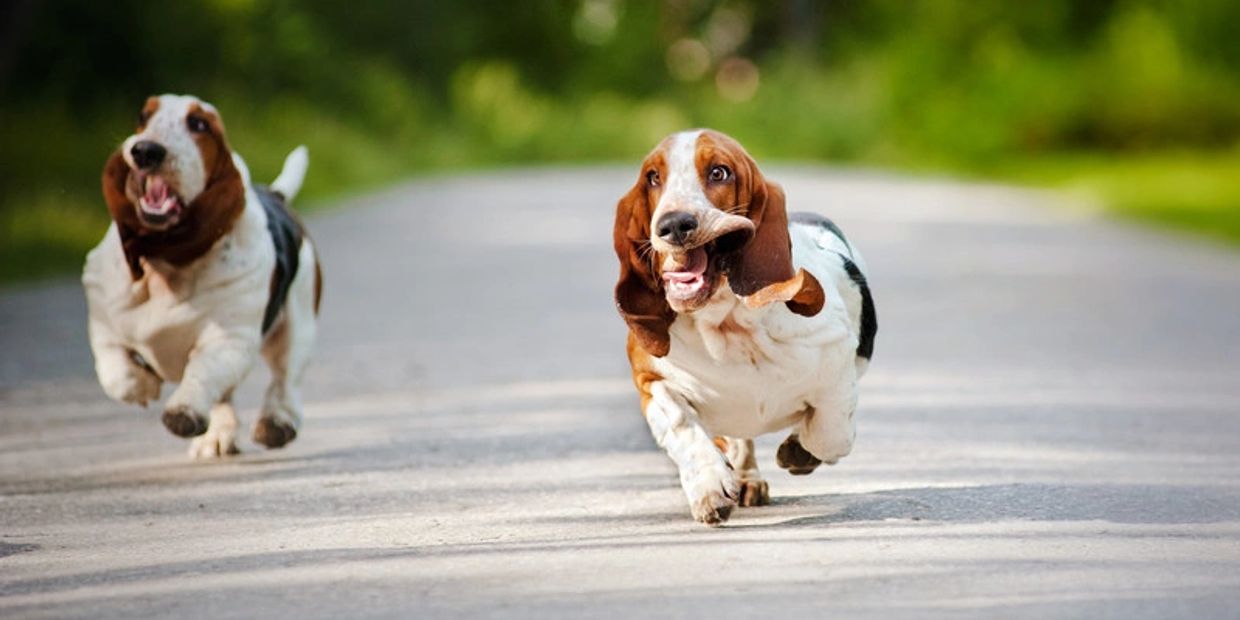 BASSET HOUNDS RUNNING